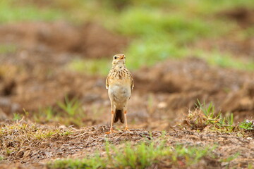 Bird on the ground