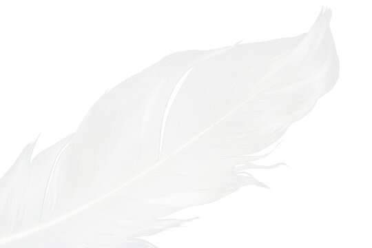 Beautiful white feather floating isolated on white background