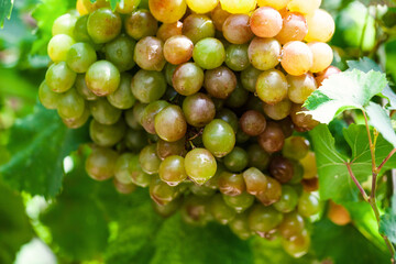 Closeup photo of a bunch of raw white grapes in the vineyard. Healthy natural food. Summer  fruits 