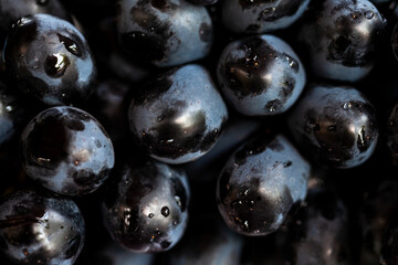 Closeup photo of a bunch of raw black grapes in the vineyard. Healthy natural food. Summer fruits 