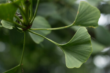 Gingko-Blätter am Baum 
