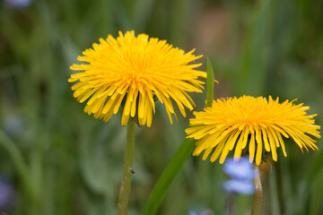 Two yellow dandelion flowers, Taraxacum officinale, lions tooth or clockflower, close-up blooming on a natural green background, selective focus.