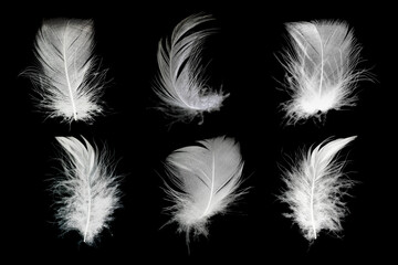 Beautiful collection white feather floating in air isolated on black background - Powered by Adobe