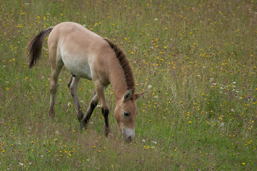 Wildpferdfohlen auf einer Wiese