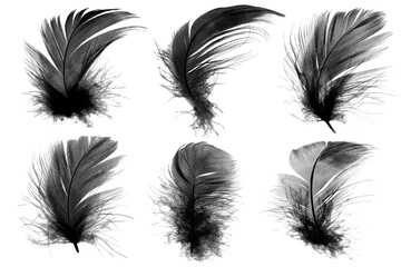 Obraz premium Beautiful collection black feather isolated on white background