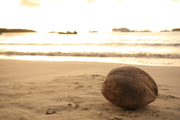 Fototapeta na wymiar 夕方のイルデパン、クトビーチのココナッツ