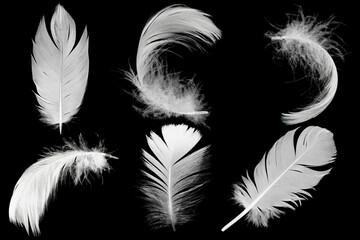 Obraz premium Beautiful collection white feather floating in air isolated on black background