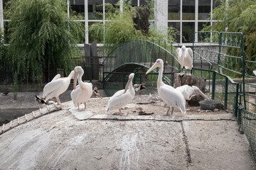A flock of pelicans sitting on an artificial island