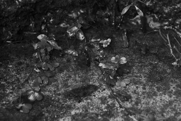 Green plants that grow in puddles in the woods