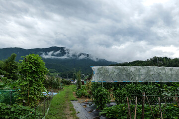Fototapeta na wymiar A view of a mountainous rural field taken on July 25, 2020 during a cloudy day in Nara, Japan.