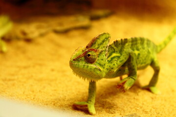 Close-Up Of Chameleon