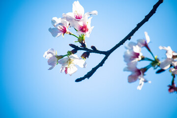 the Cherry blossoms with blue backround