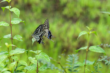 Two swallowtail butterflies flying around a field