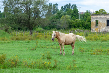 Obraz na płótnie Canvas White Horse on the green Field, animals