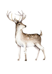 Naklejka na ściany i meble Hand drawn watercolor deer illustration, isolation objects on white background Forest wildlife animal