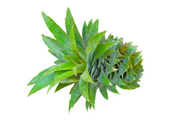 Pineapple top isolated on white background with clipping path