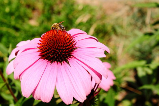 Close-up of bee on pink flower