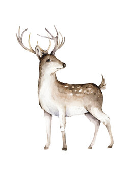 Hand drawn watercolor deer illustration, isolation objects on white background Forest wildlife animal