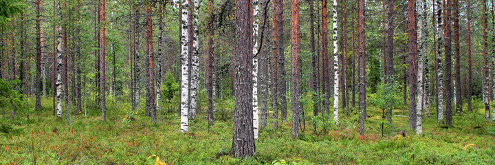Finland forest