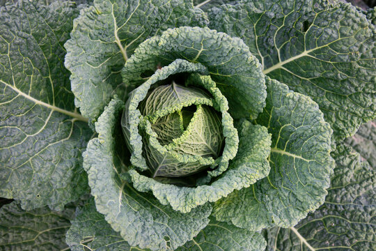 kapusta uprawa rolnictwo ogrodek キャベツ kapusta włoska brassica oleracea