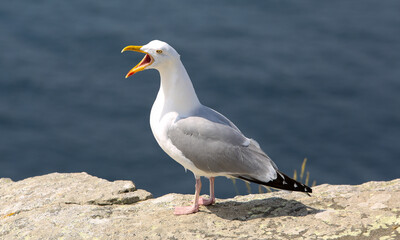 landscapes of French brittany