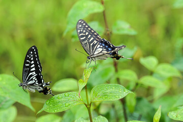 Two swallowtail butterflies flying around a field