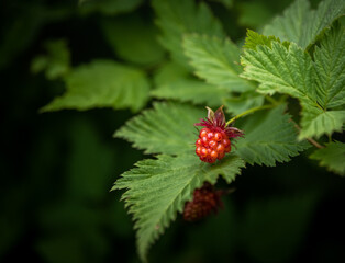 Salmonberry