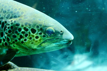 Fototapeta premium Close-Up Of Fish