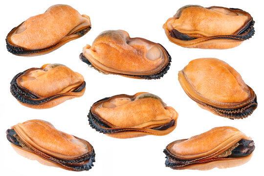 Set of mussels without shell isolated on white background. Collection