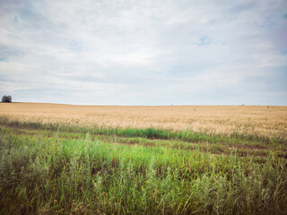Golden barley field near the road on a sunny day in Russia.