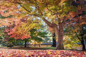 Beautiful nature colourful tree leaves in autumn season in Kyoto,Japan.