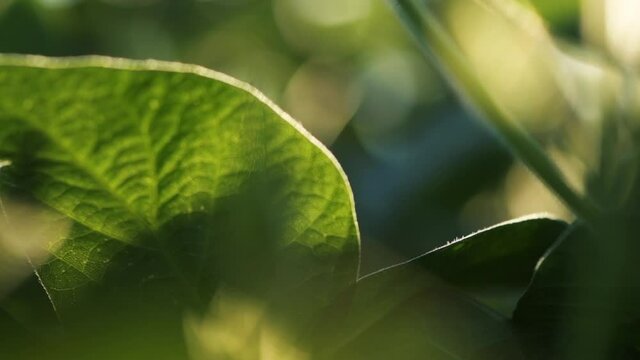 Close up of green soybean crops, selective focus