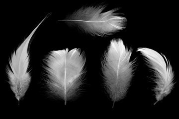 Obraz premium Beautiful collection white feather floating in air isolated on black background