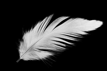 Beautiful white feather floating in air isolated on black background