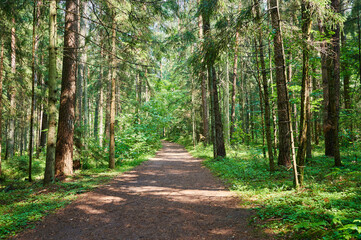 Fototapeta premium Road in green forest