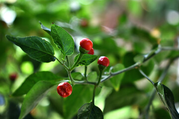 Cultivando chiles 