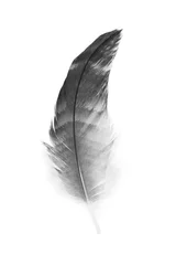 Gartenposter Beautiful black feather isolated on white background © nadtytok28