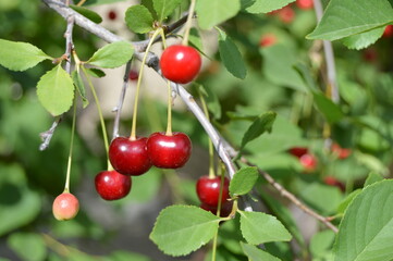 red cherries on a branch