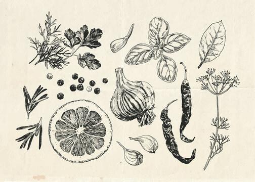 Herbs and spices hand drawn set, vintage illustration
