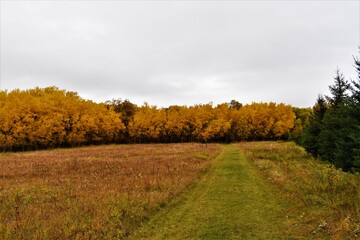 autumn in the forest