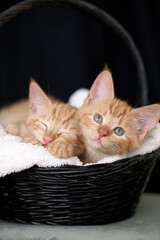 Two sleepy kittens in a black basket with a white towel