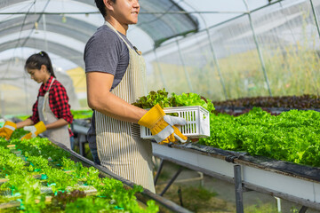 farmer ware agricultural gloves keep vegetable at hydroponic farm and observing growth vegetable...