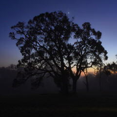 Fototapeta na wymiar Tree at sunrise