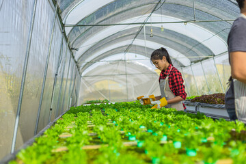 farmer ware agricultural gloves keep vegetable at hydroponic farm and observing growth vegetable...
