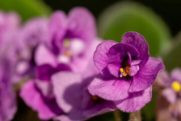 Obraz premium Close up of African violet flowers