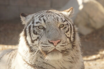 ホワイトタイガー