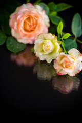 pink beautiful summer roses on black background