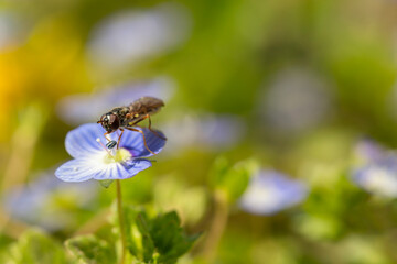 Hoverfly pollinating flowers