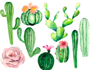 A collection of green juicy cacti with pink flowers isolated on a white background. Watercolor. Various types of plants for stickers, textiles, office supplies, illustrations about nature.