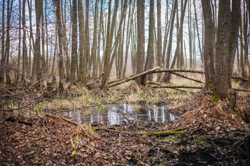 Cold season in the forest with mirror puddle between the tree trunks